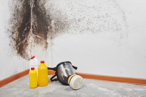 Best Black Mold Removal  in Jackson, SC