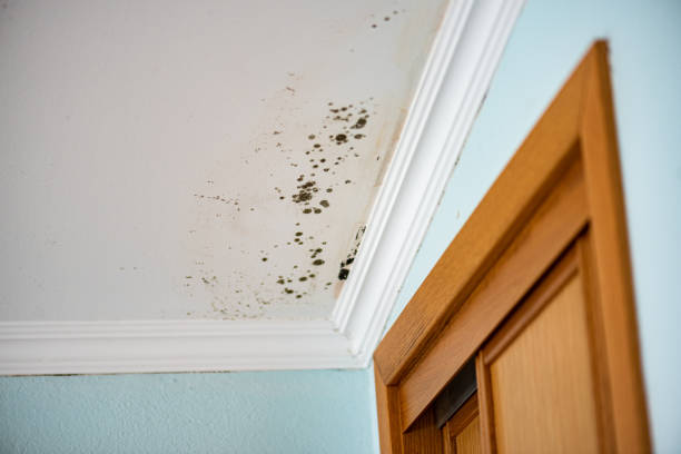 Best Emergency Mold Removal  in Jackson, SC
