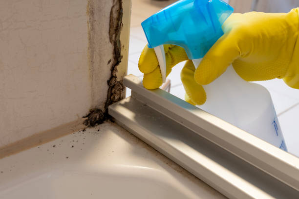 Best Attic Mold Removal  in Jackson, SC
