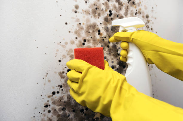  Jackson, SC Mold Removal Pros