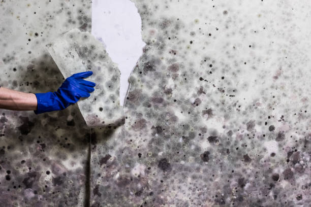 Best Professional Mold Removal  in Jackson, SC