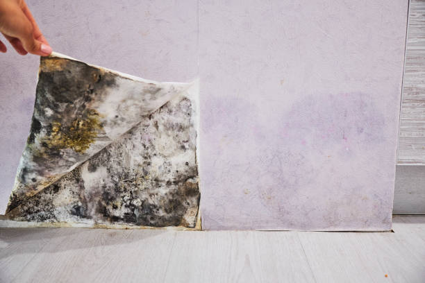 Trusted Jackson, SC Mold Removal Experts